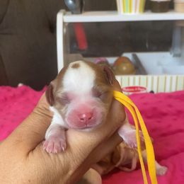 Sprinkles - Blenheim female Cavapoo puppy in Van Alstyne, Texas from Home Grown Puppies