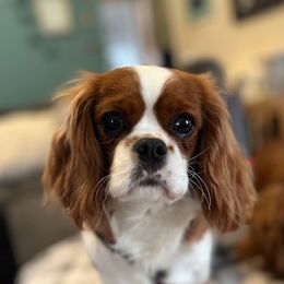 Dottie - Cavalier King Charles Spaniel