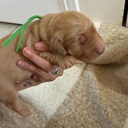 Leonard - Dark golden male Golden Retriever puppy in Spur, Texas from Adams Puppies