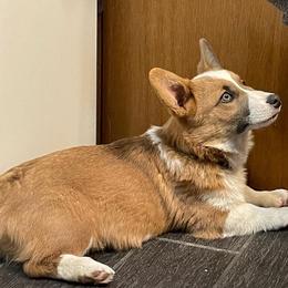 "Ziggy" Pembroke Welsh Corgi Puppies from Gotta Chase Em All Corgis