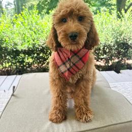 Charlie - Red  male Goldendoodle puppy in Goldsboro, North Carolina from The Grantham House