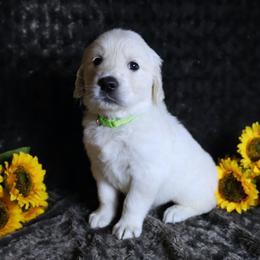 Male Green - Light golden male Golden Retriever puppy in Pasadena, Maryland from Promise Land