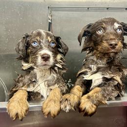 Australian Shepherd and Miniature Australian Shepherd Puppies from Renegade Point Stock Dogs