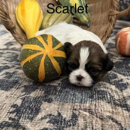 Scarlet - Black and white female Shih Tzu puppy in Conway, Missouri from Hillside Loop Kennel LLC