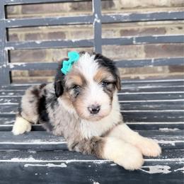 Amber - Blue merle female Aussiedoodle puppy in Cartersville, Georgia from Simply Blessed Doodles