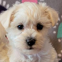 Miniature Schnauzers from Dorie's Mini Schnauzers