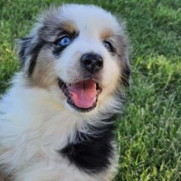 Blue - Blue merle Australian Shepherd puppy in Crowell, Texas from Ardent Aussie Acres