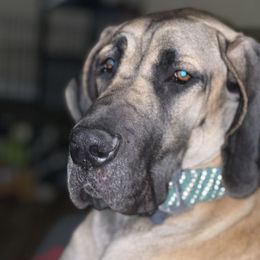 Roo - Great Dane