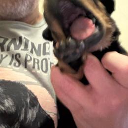 Purple girl - Black and mahogany female Rottweiler puppy in Colorado Springs, Colorado from Von Locher Rotties