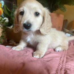 Cadbury - Cream male Dachshund puppy in Perryville, Maryland from Heavenly Heritage Dachshunds and Doods