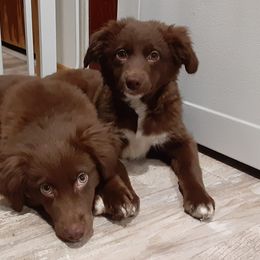 Red bi female - Red Toy Australian Shepherd puppy in Rochester, Minnesota from Aussies Done Wright