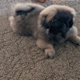 Boy 1 - Red sable male Pekingese puppy in Clarion, Pennsylvania from Brey Pekingese