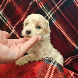 Blitzen - Cream male Poodle puppy in Mapleton, Utah from Caboodles Of Poodles