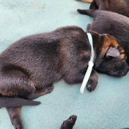 Yellow collar - Sable female German Shepherd puppy in Ramsey, Illinois from Haus-Farr German Shepherds