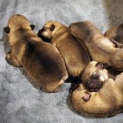 Swedish Vallhund Puppies from Maena Swedish Vallhunds