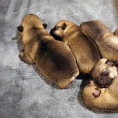 Swedish Vallhund Puppies from Maena Swedish Vallhunds