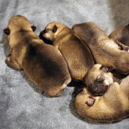 Swedish Vallhund Puppies from Maena Swedish Vallhunds