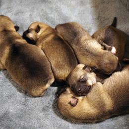 Swedish Vallhund Puppies from Maena Swedish Vallhunds