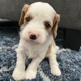Cavalier King Charles Spaniel and Cavapoo Puppies from Ethan McBride