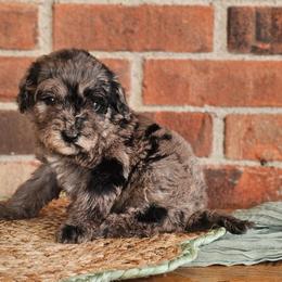 Winchester - Merle male Australian Labradoodle puppy in Connersville, Indiana from Dessie's Doodles