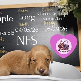 Maple - Cream female Dachshund puppy in Hoquiam, Washington from Heyd's Mini Dachshunds
