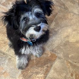Yorkipoo Puppies from TheSocialk9