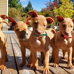 Pharaoh Hound Puppies from ACE Pharaoh Hounds