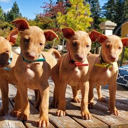 Pharaoh Hound Puppies from ACE Pharaoh Hounds