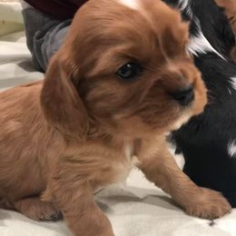 Cavalier King Charles Spaniels and Cavapoos from Lava Ridge Cavaliers
