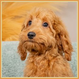Qantas - Red  male Goldendoodle puppy in Connersville, Indiana from Deaz Doodle Ranch