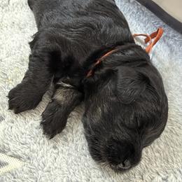 Orange 'Ember' - Black female Schnoodle puppy in Saint Augustine, Florida from Gunnie Luv, LLC