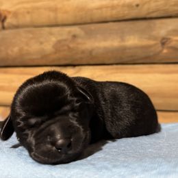 Light Green Female - Black female Labrador Retriever puppy in Franklin, Virginia from Oak Hollow Retrievers