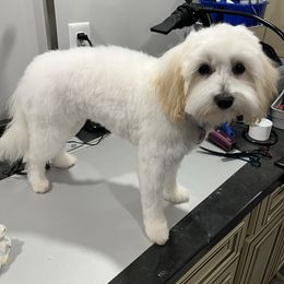Maltipoo puppies from Bee Mine Poodles, Doodles and Pomeranians