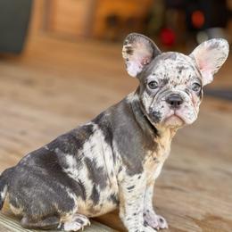 Fendi - Brindle female French Bulldog puppy in Hardy, Arkansas from Caring Hearts Kennel