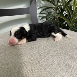 Rusty - Tri-color male Bernedoodle puppy in Holtwood, Pennsylvania from Country Ridge Puppies