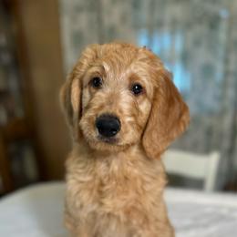 Rusty - Apricot male Goldendoodle puppy in Osage City, Kansas from Golden Ridge Goldens