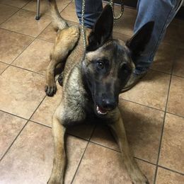Belgian Malinois All Grown Up from Mally’s Malinois