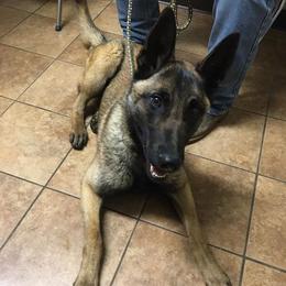 Belgian Malinois All Grown Up from Mally’s Malinois