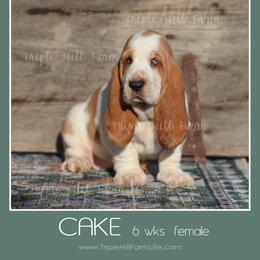 Cake - Red and white female Basset Hound puppy in Jefferson City, Missouri from Triple Hill Farm