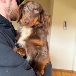 Rollo - Dapple male Dachshund puppy in Spanaway, Washington from 11 Oaks Kennels
