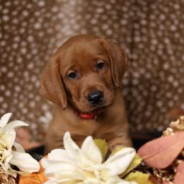 Kenai - Yellow male Labrador Retriever puppy in Twin Falls, Idaho from Whispering White Pines Labradors
