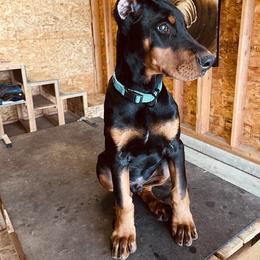 Doberman Pinscher Puppies from European Dobermans by Diana