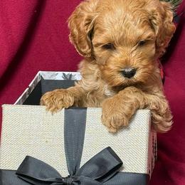 Red - CM0560 - Caramel red male Australian Labradoodle puppy in Easley, South Carolina from Royal Diamond Labradoodles