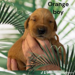 Golden Retriever Puppies from Family Loved Golden Retrievers