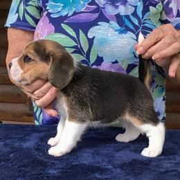 Tillie May - Black tan and white female Beagle puppy in Jerome, Missouri from Beam's Beagles