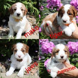 1st pick white male - Parti male Goldendoodle puppy in Sioux Falls, South Dakota from Dolly's Doodles