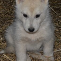 Siberian Husky Puppies from Temno Siberians