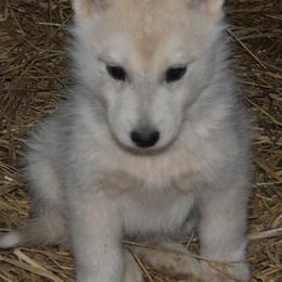 Siberian Husky Puppies from Temno Siberians