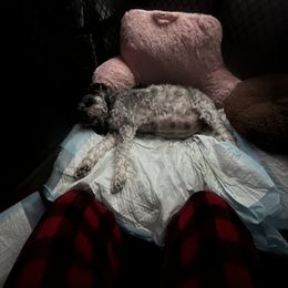 Miniature Schnauzer Puppies from Sugarbaby Kennel