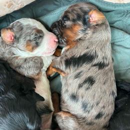 Male phantom merle - Blue merle male Bernedoodle puppy in Seattle, Washington from Clemleth Aussiedoodles